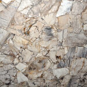 Fossiles de bois blanc