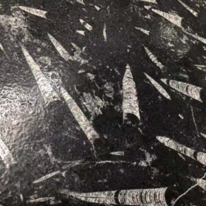 Fossil Black Marble