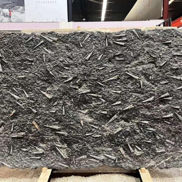 Fossil Black Marble - Image 5