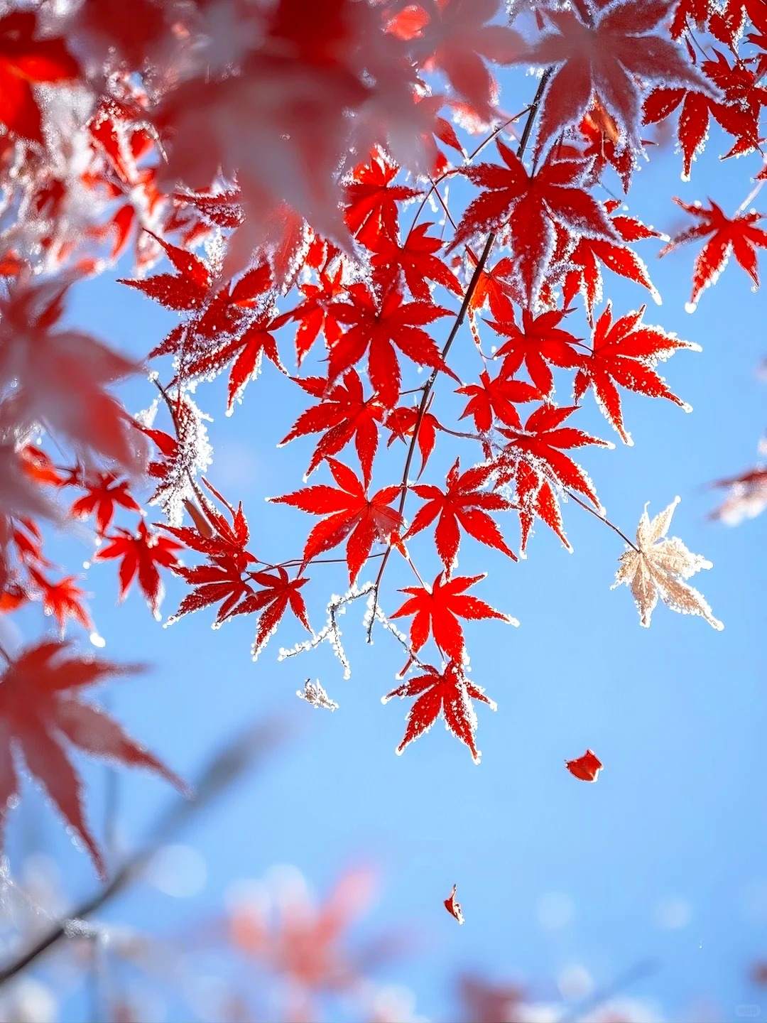 A leaf knows the frost is coming A leaf knows the frost is coming